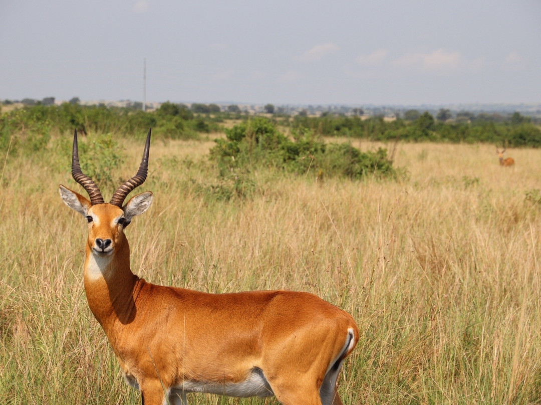 African Jungle Adventures -  Day Tours-吉佳利必去景点