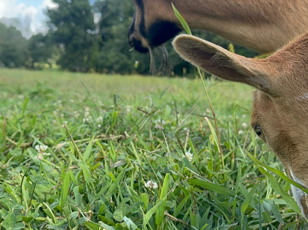 Blue Iris Farm-Lebanon必去景点
