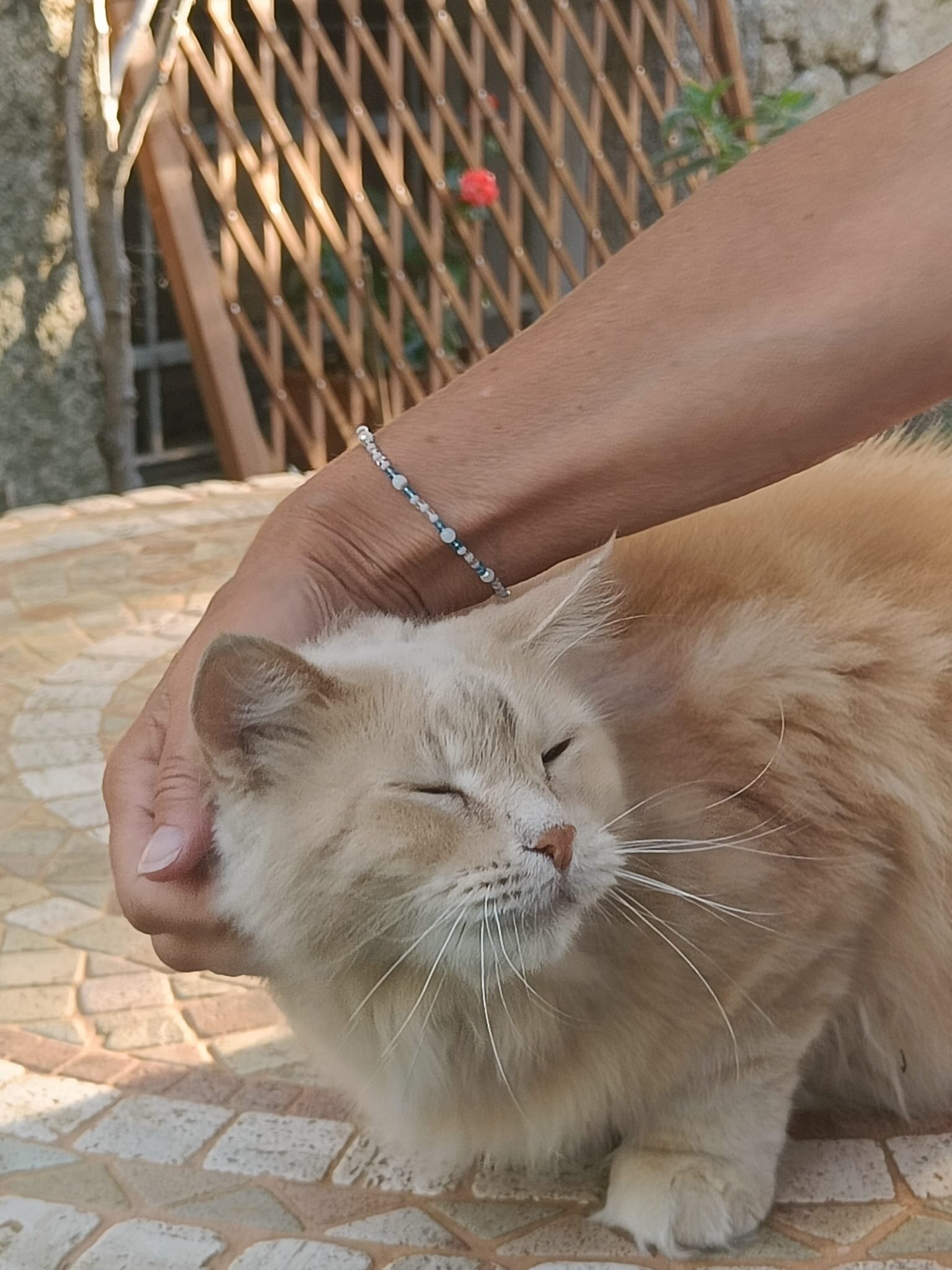 B&B Chorisia (IUN E5436)-官方