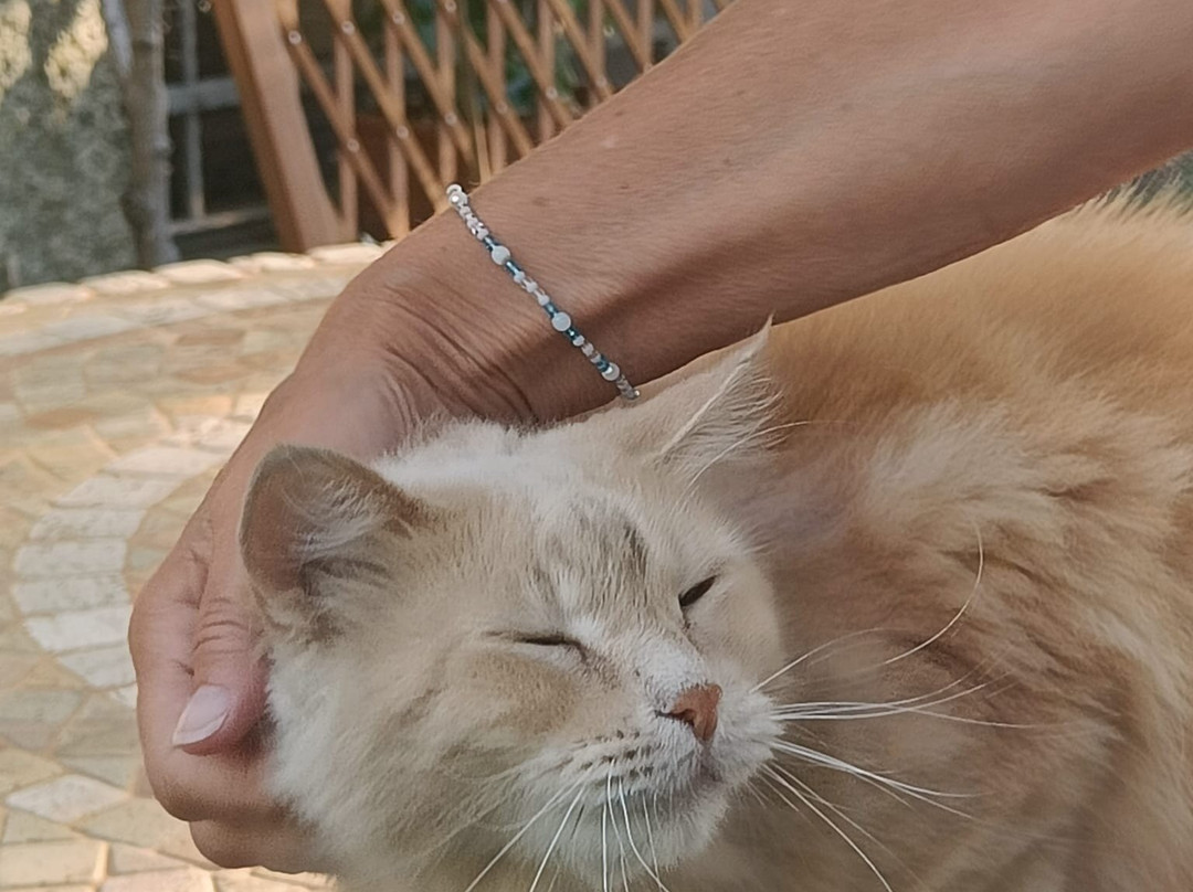 B&B Chorisia (IUN E5436)主图