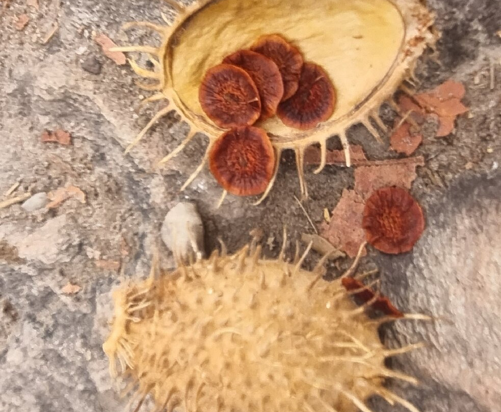 Sertão Veadeiros Ecoturismo-Cavalcante必去景点