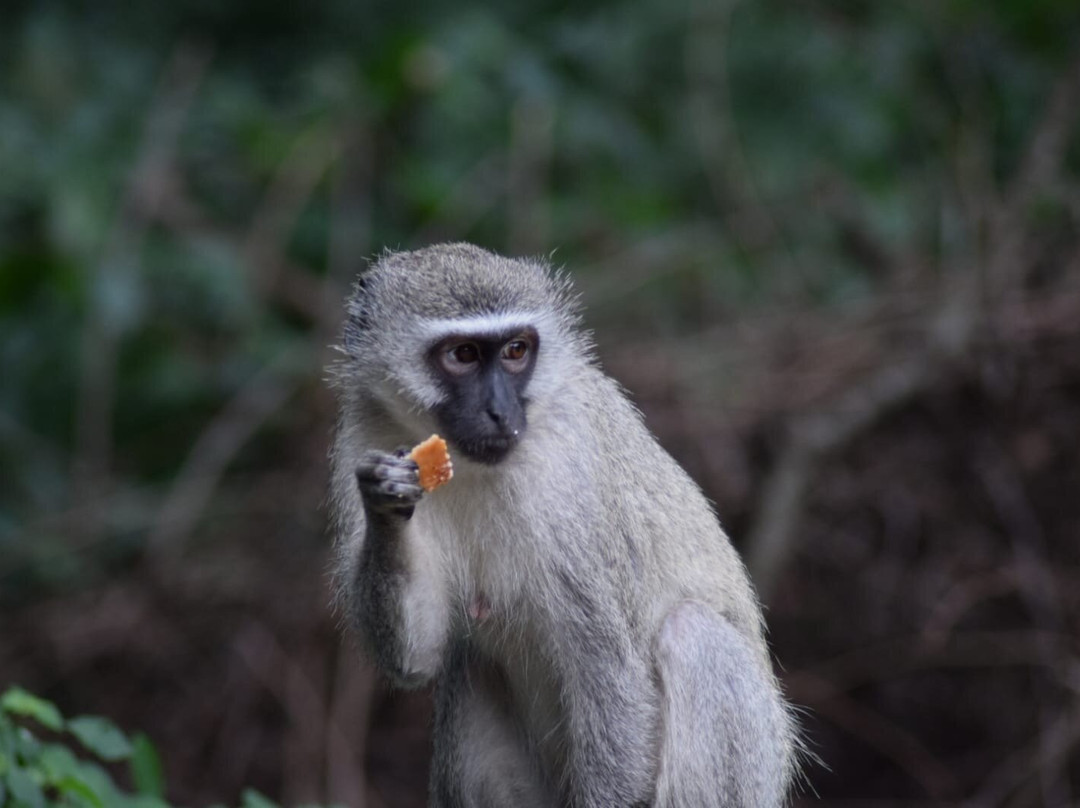 Dogs 4 Wildlife-赫卢赫卢韦必去景点