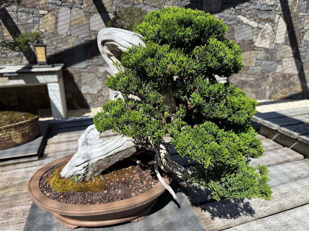 National Bonsai & Penjing Collection-Molonglo Valley必去景点