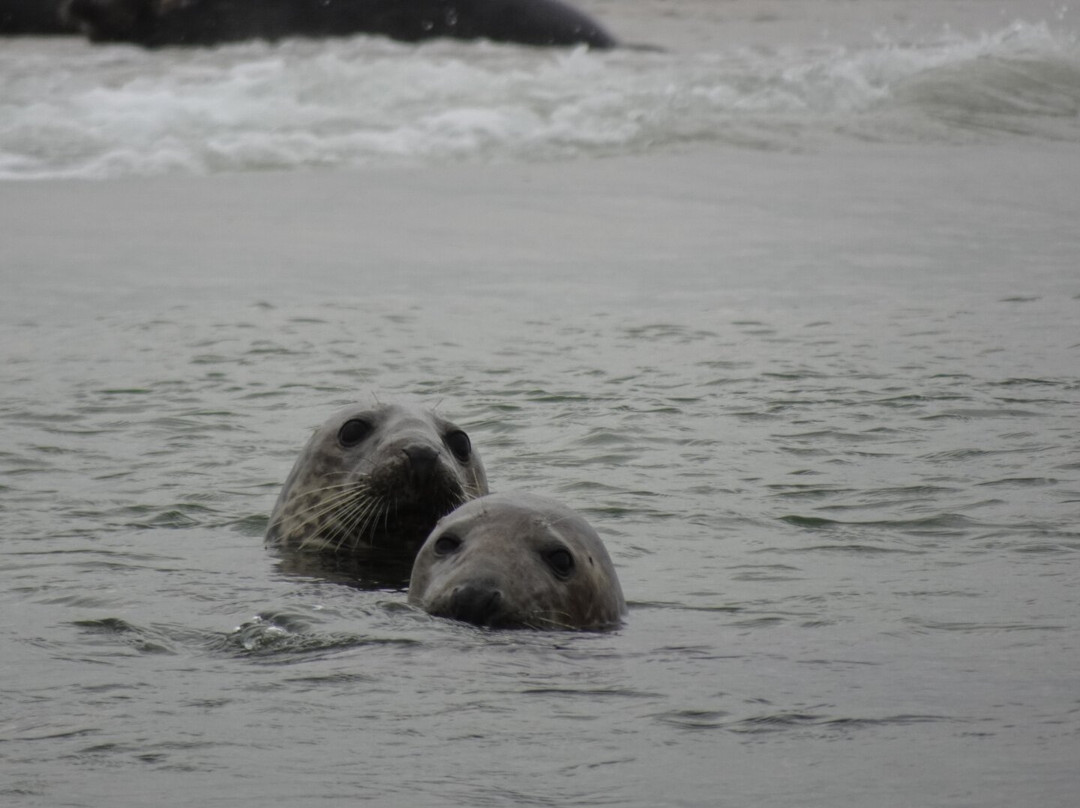 Bishops Boats Seal Trips-布莱克尼必去景点