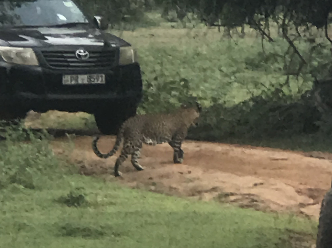 Panchi Safari Jeep Tours-蒂瑟默哈拉默必去景点