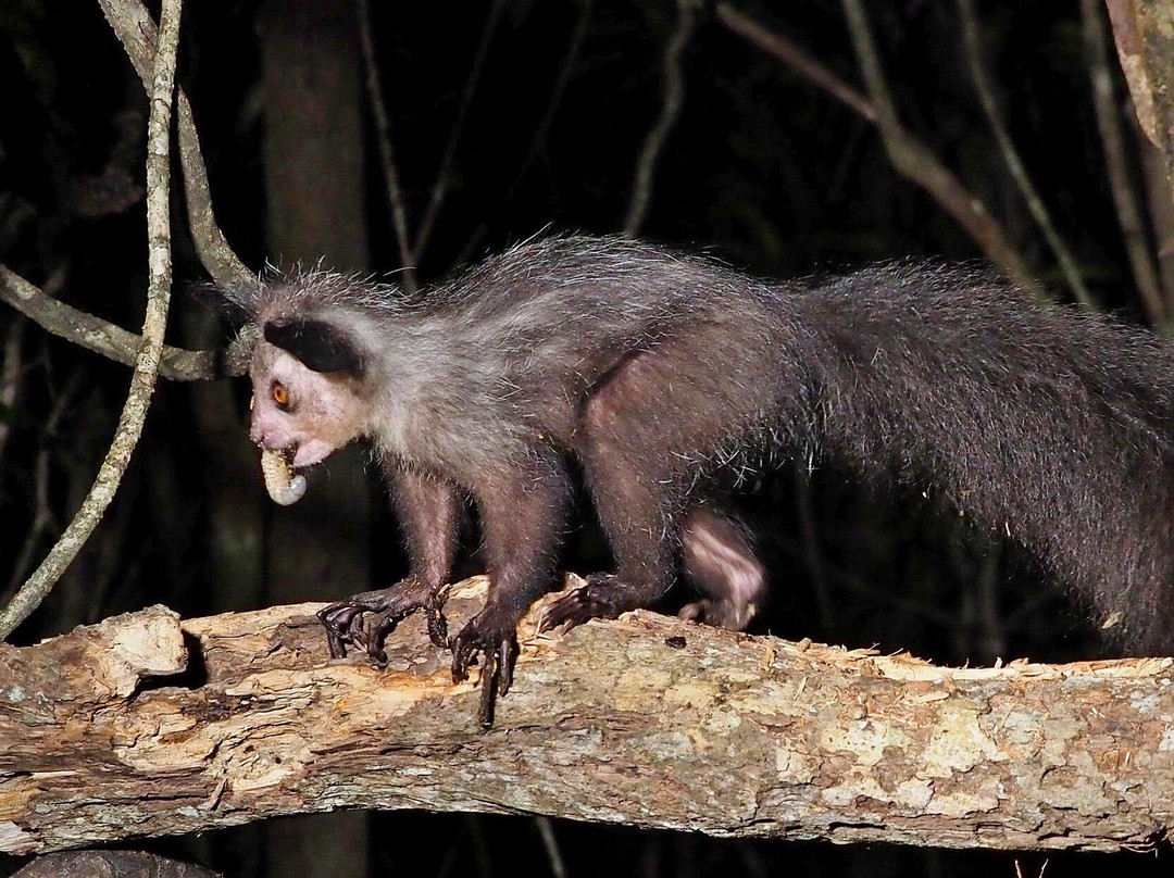 Dodi's Lemur Tours-Tolanaro必去景点