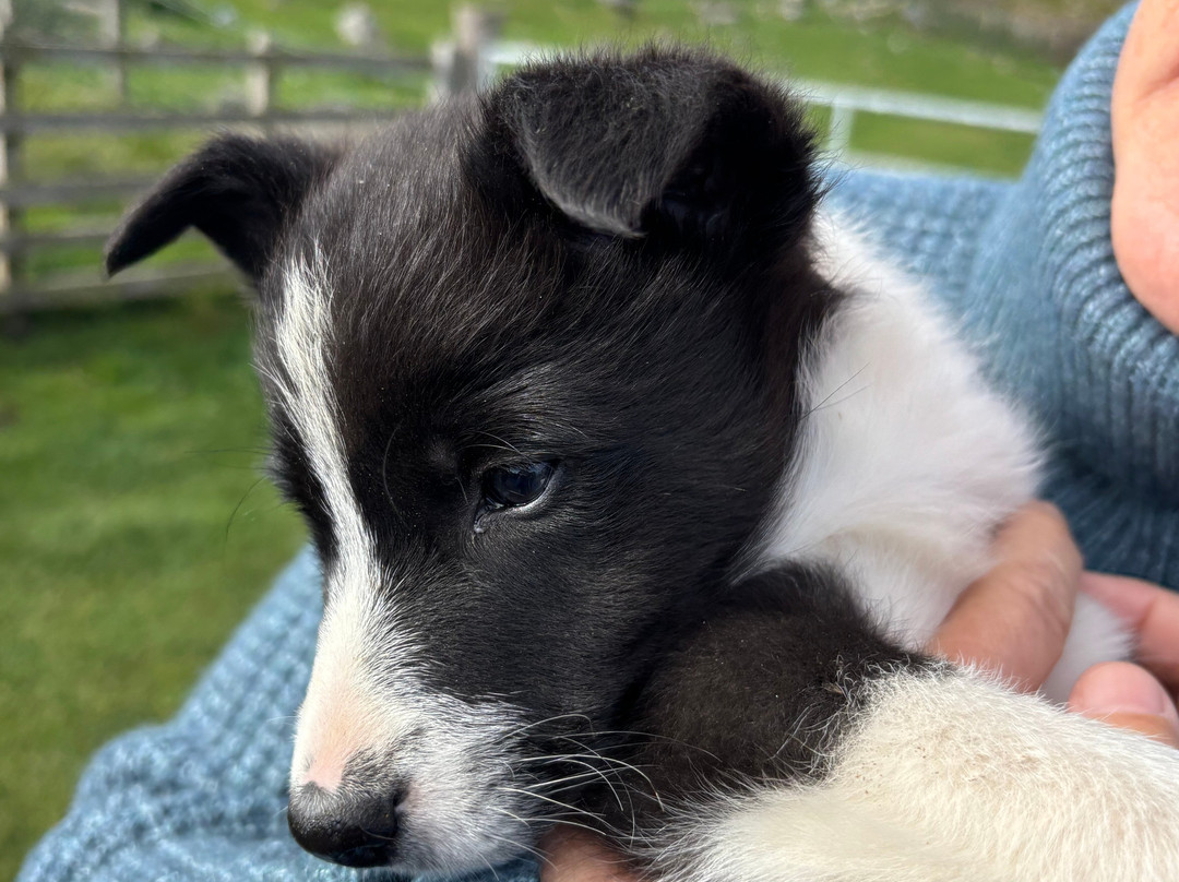 Working Sheepdogs-Kincraig必去景点