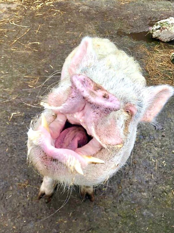 Puffin Croft Petting Farm & Farm Shop-John O'Groats必去景点