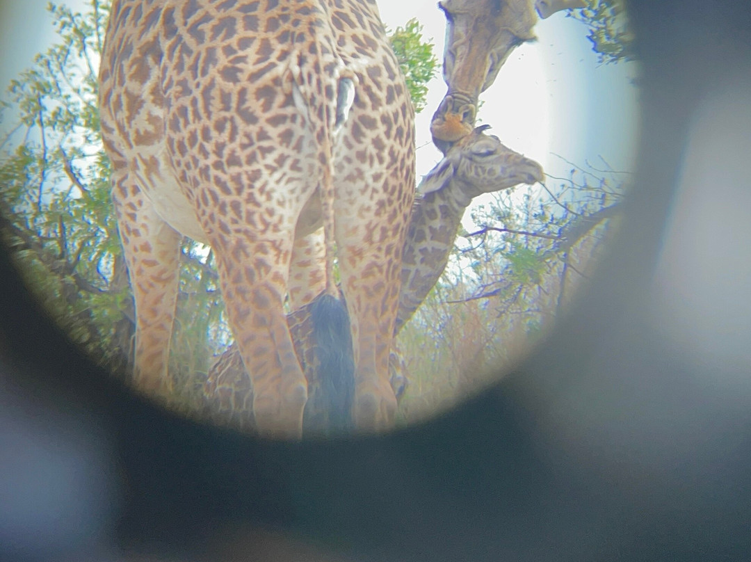 Meijo Safaris-阿鲁沙区必去景点