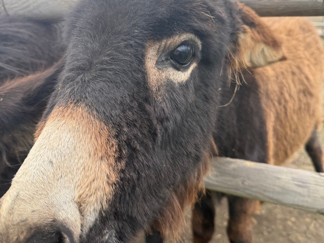 Woodlands Alpaca Farm-沃灵顿必去景点