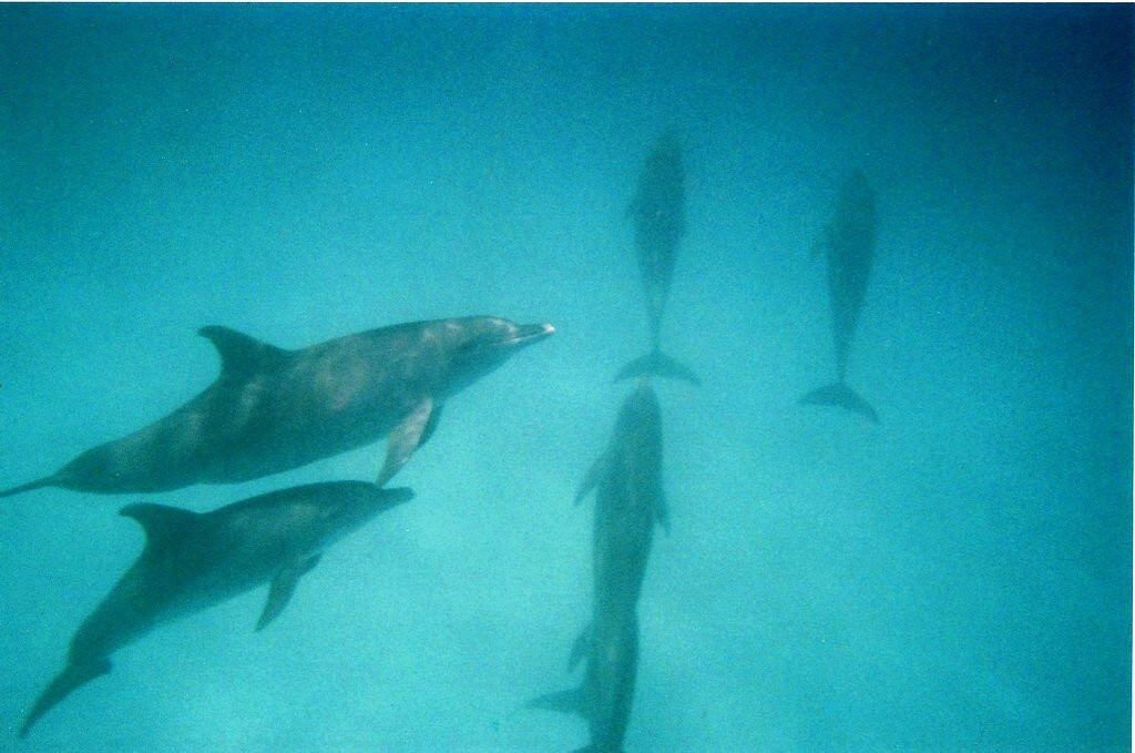Mnemba Island-姆内巴必去景点