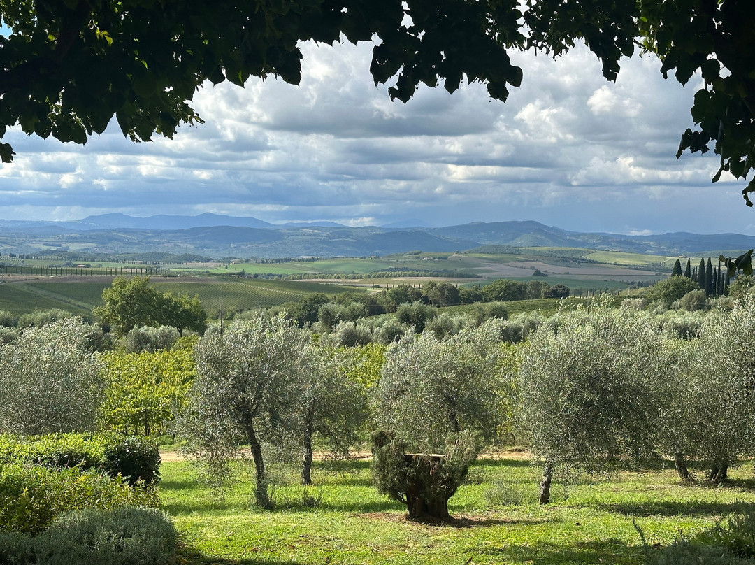 Máté Winery-蒙塔尔奇诺必去景点