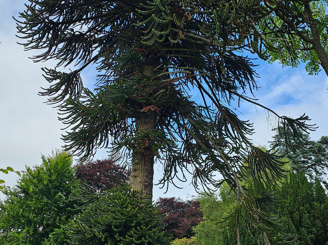 Balloch Castle Country Park-Balloch必去景点