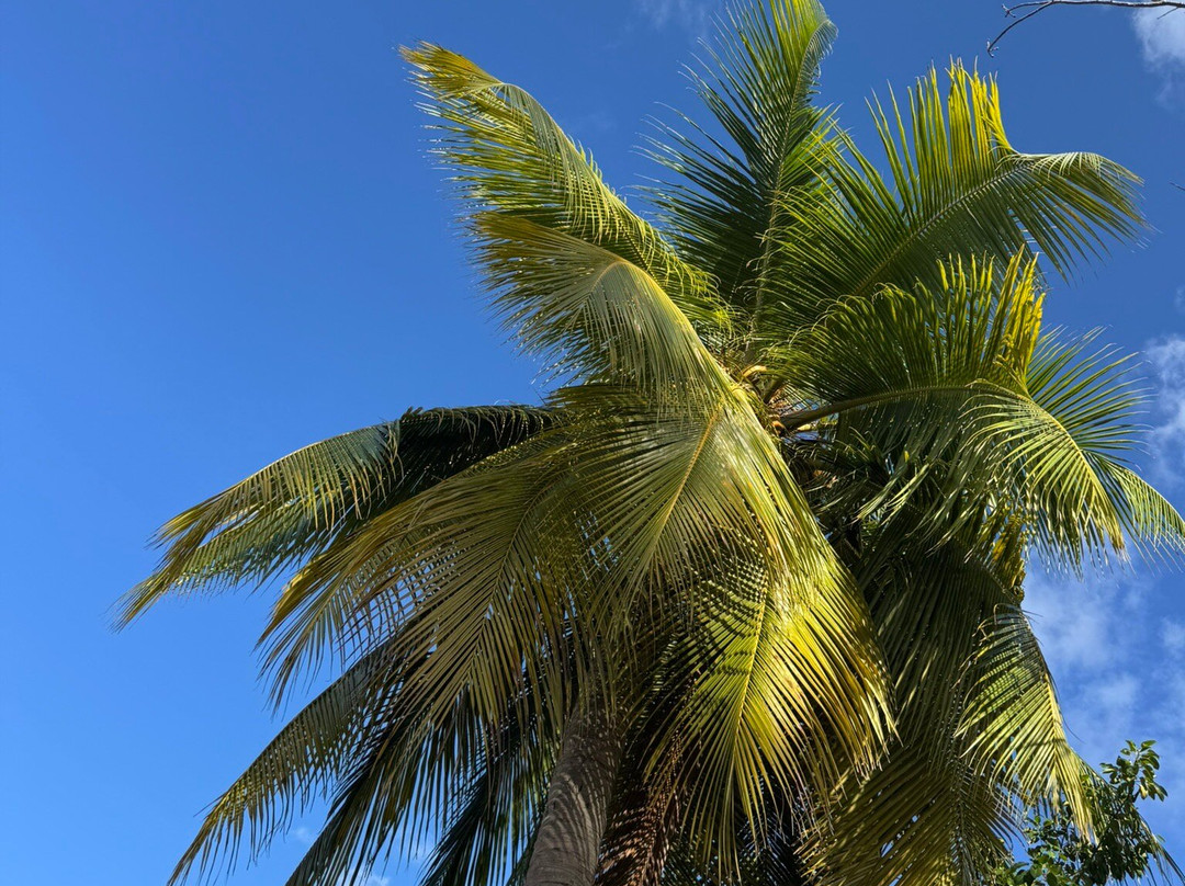 Anse-à-l'Ane-Trois-Ilets必去景点