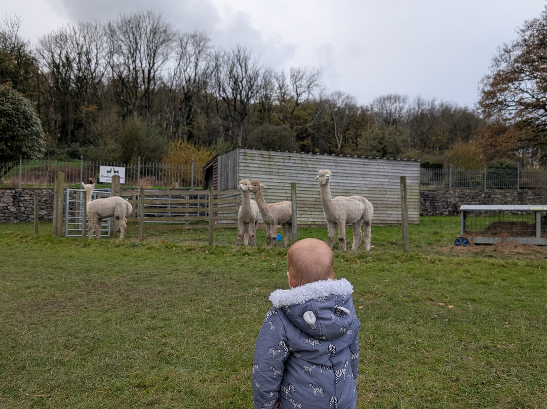 Bardsea Alpacas And Llamas-Bardsea必去景点