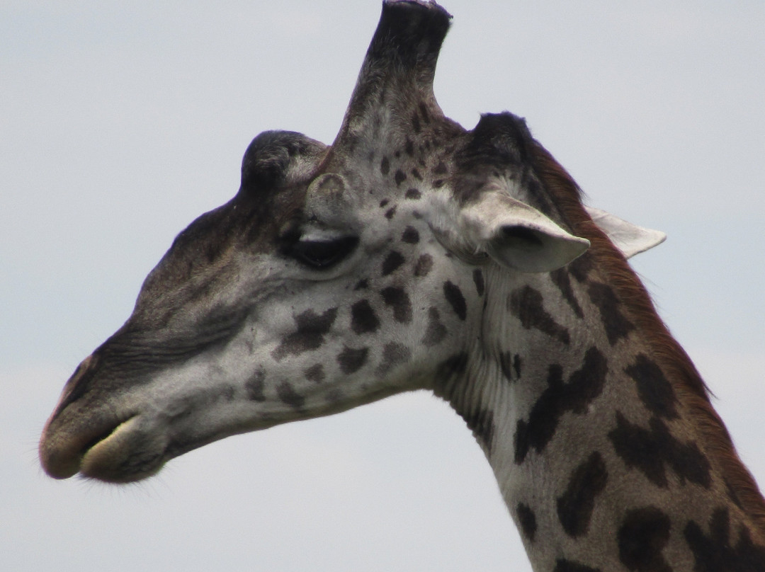 Join African  Savanah-Karen必去景点