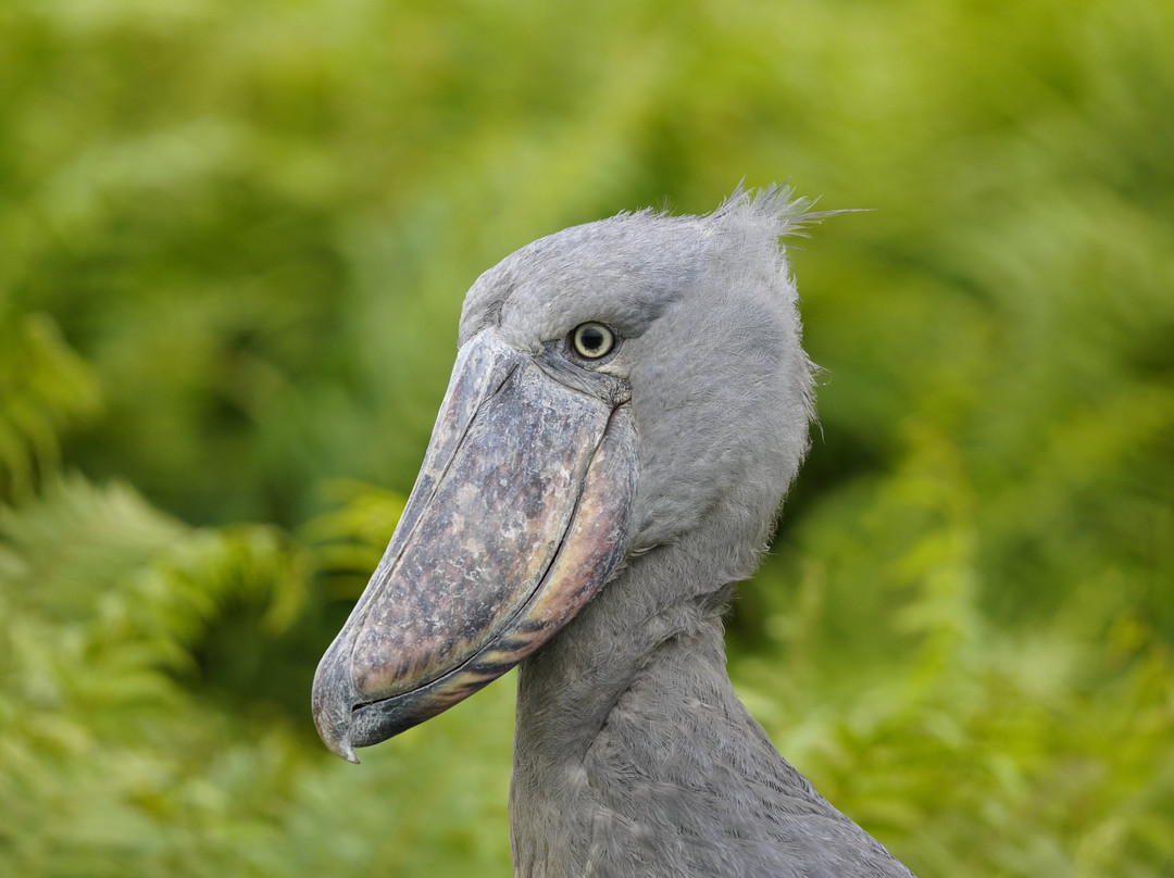 Deks Safaris & Tours Ltd-坎帕拉必去景点