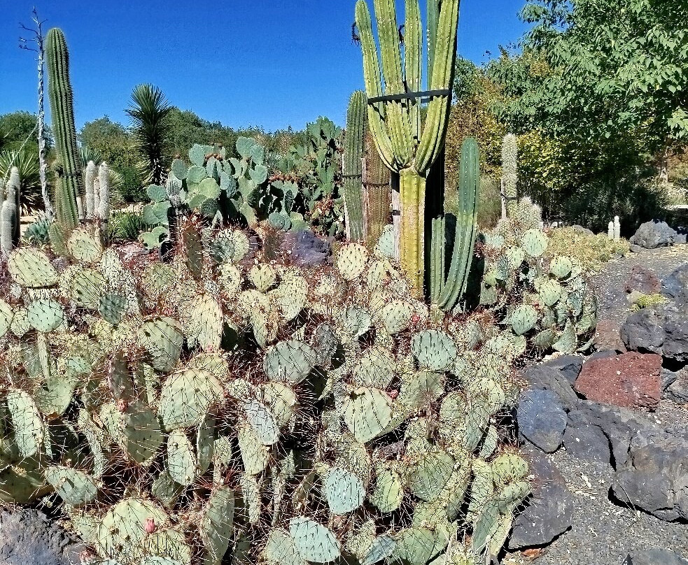 Jardin Botanico de Castilla-La Mancha-阿尔瓦塞特必去景点