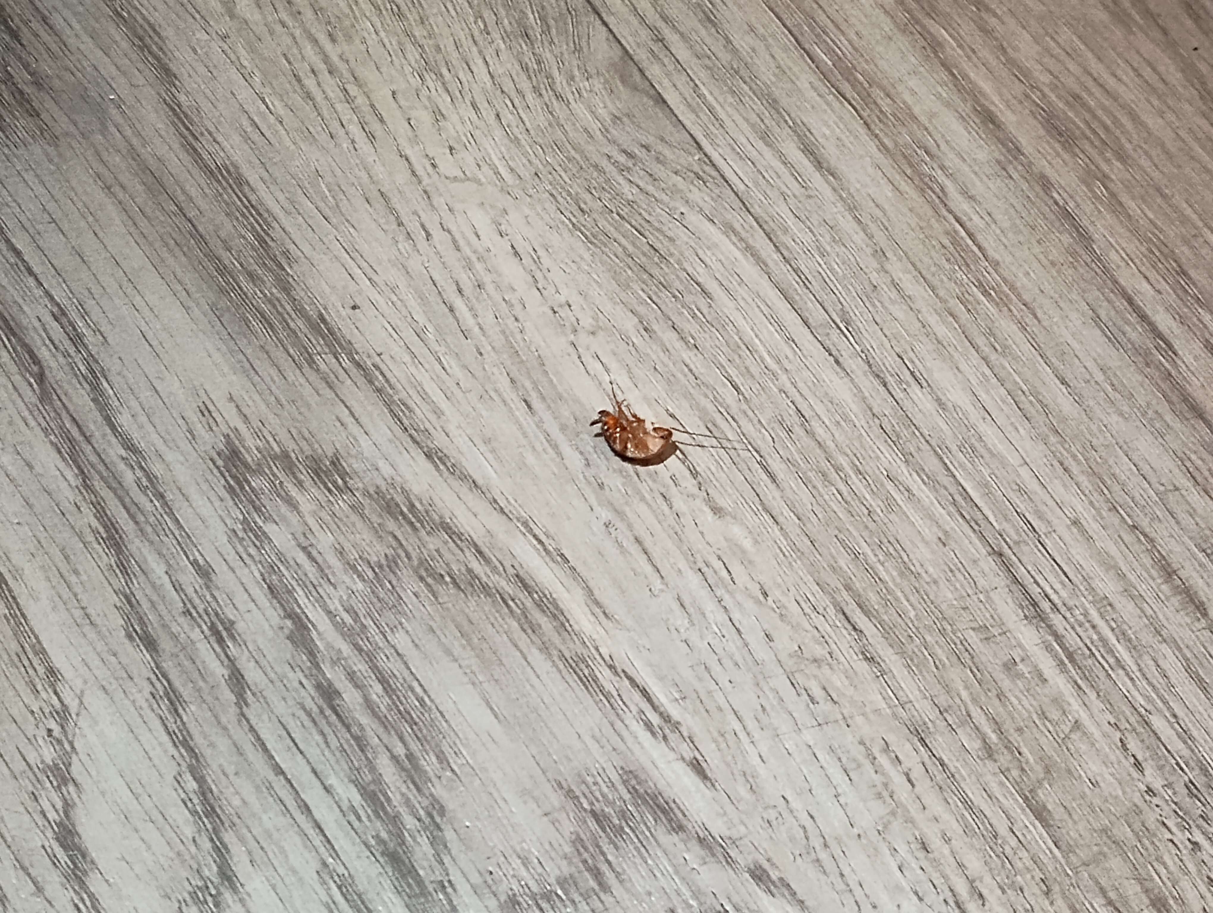 红岩汽车旅馆-客卧