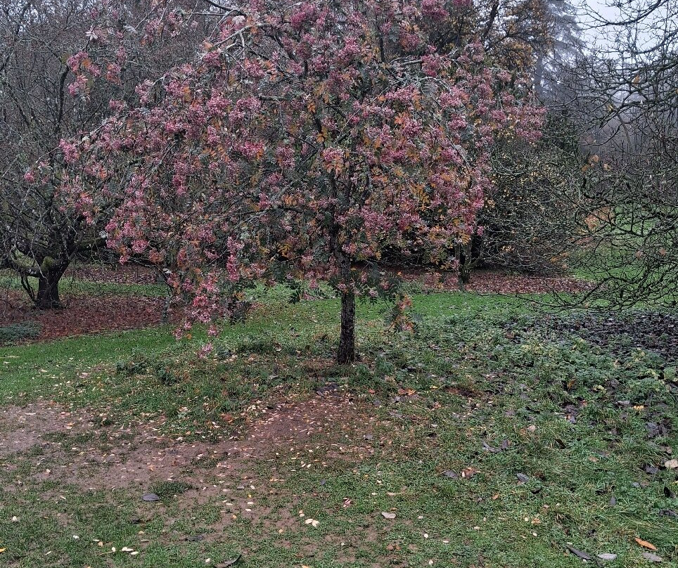 Batsford Arboretum-莫顿因马什必去景点