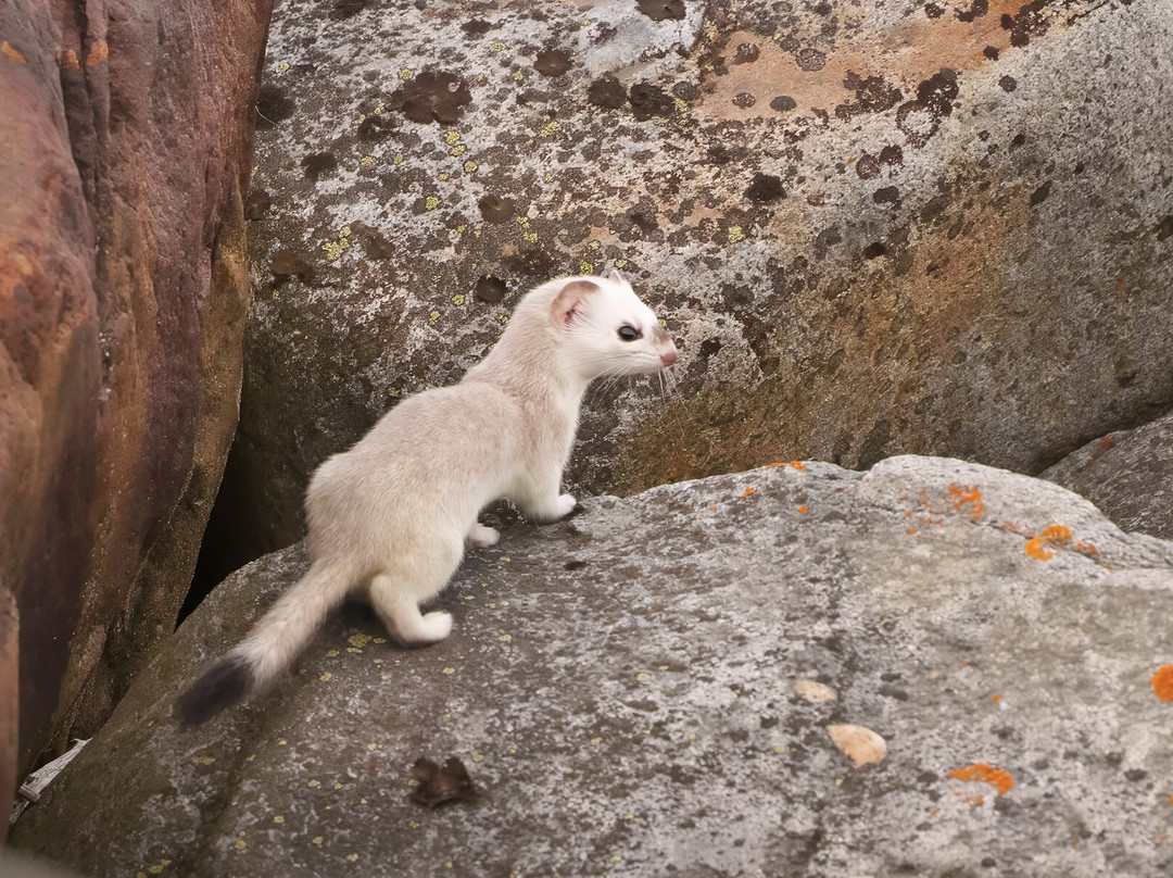 Discover Churchill Tours-丘吉尔必去景点