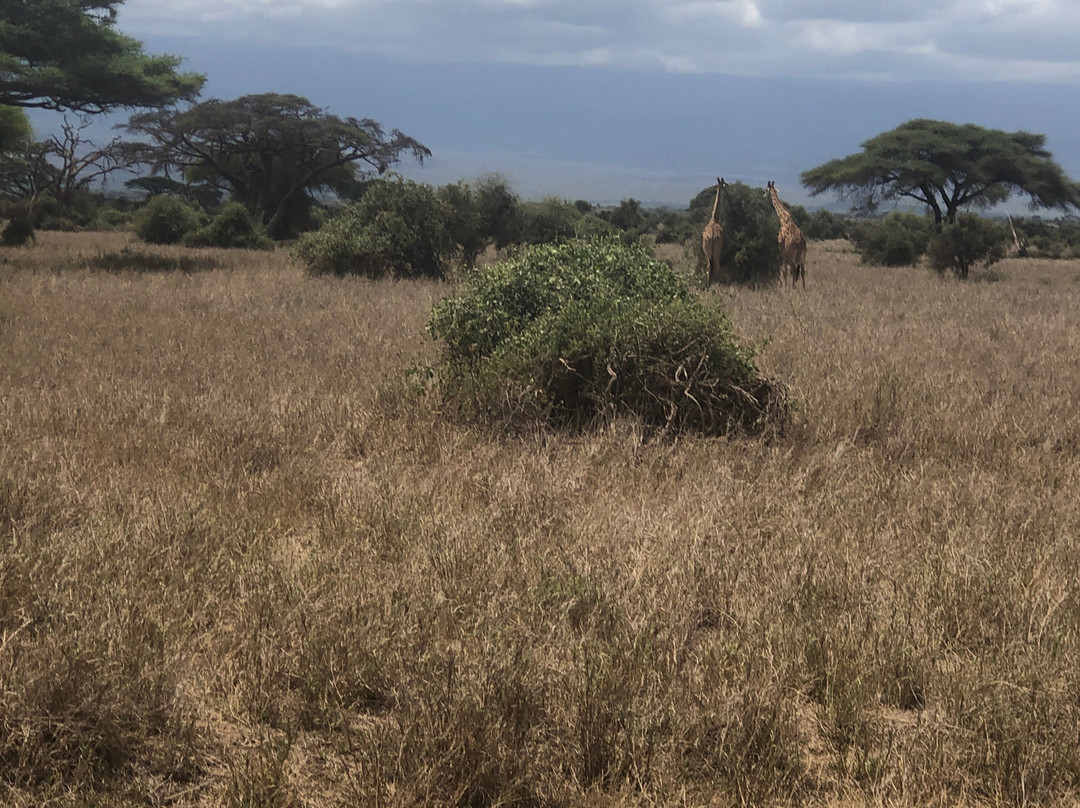 Amboseli National Park-Amboseli Eco-system必去景点