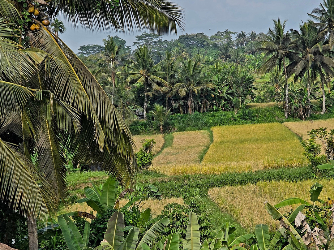 科里乌布度假村主图