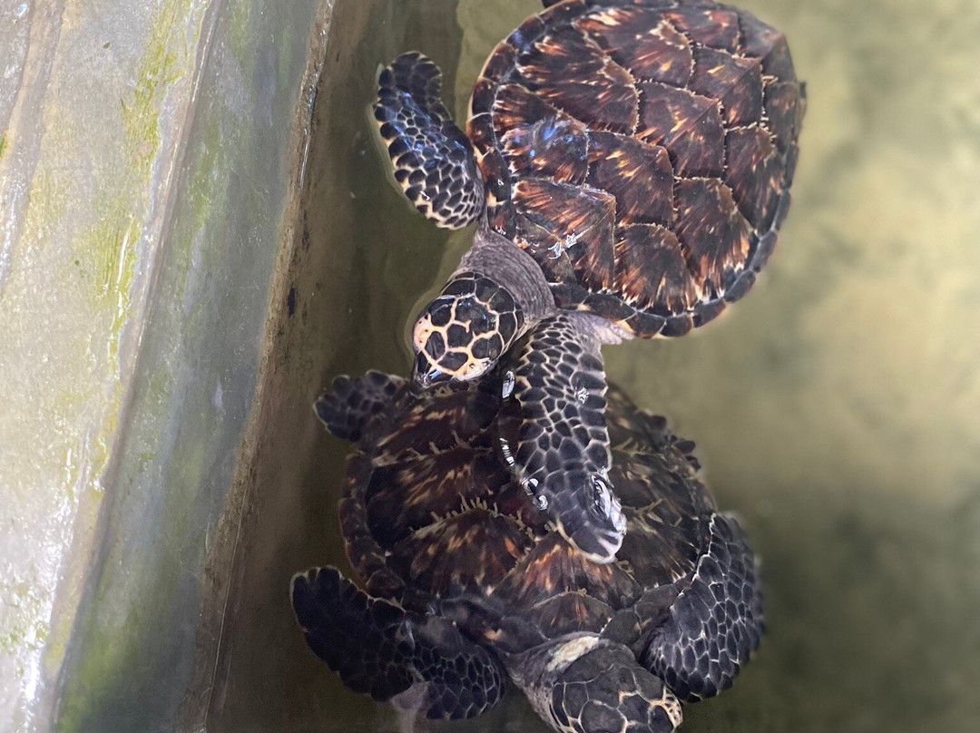Charli Tours-亚洪加拉必去景点