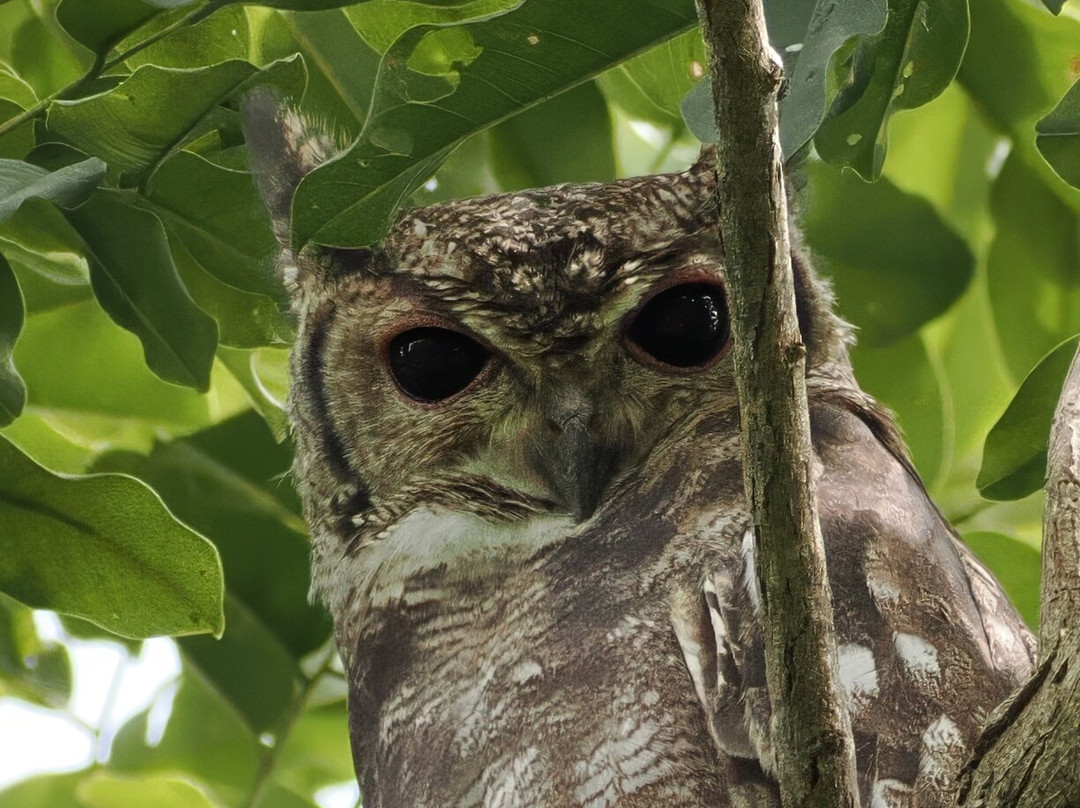 Bird Watching Tours Gambia-Bakau必去景点