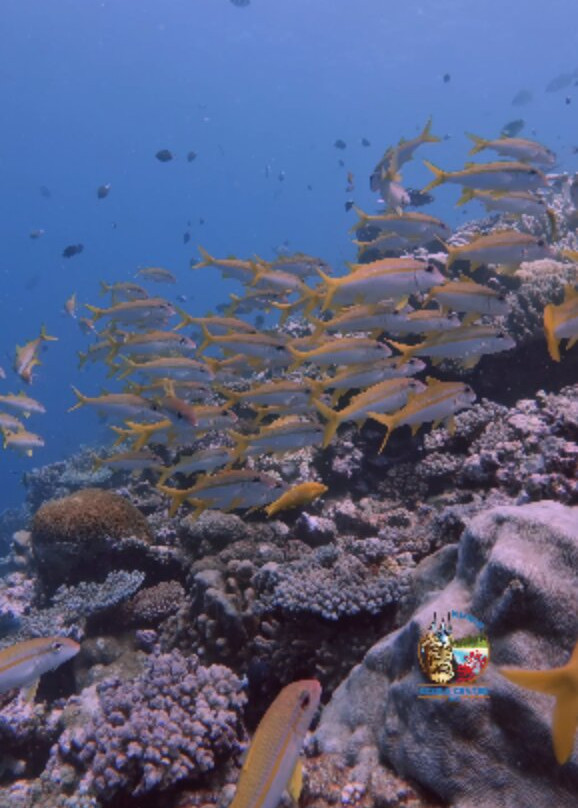 Kunie Scuba Center-Ile Des Pins必去景点
