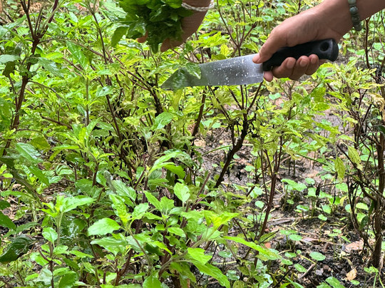 Thai Cooking with Judy-普吉岛必去景点
