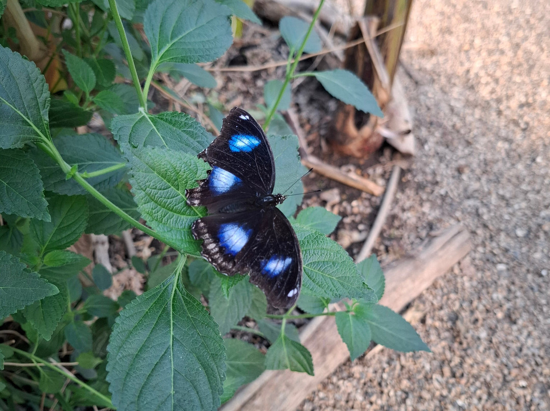 Jimmy's Farm & Wildlife Park-伊普斯威奇必去景点
