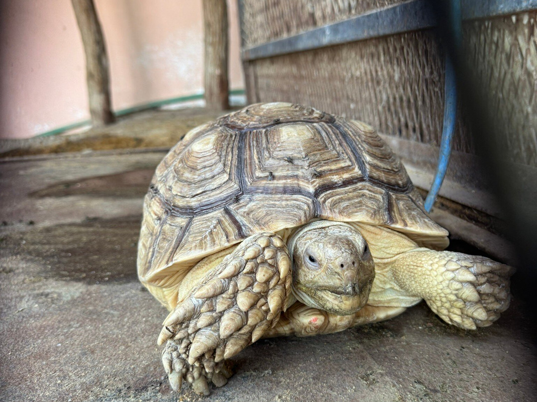 Dolphina Park-沙姆沙伊赫必去景点