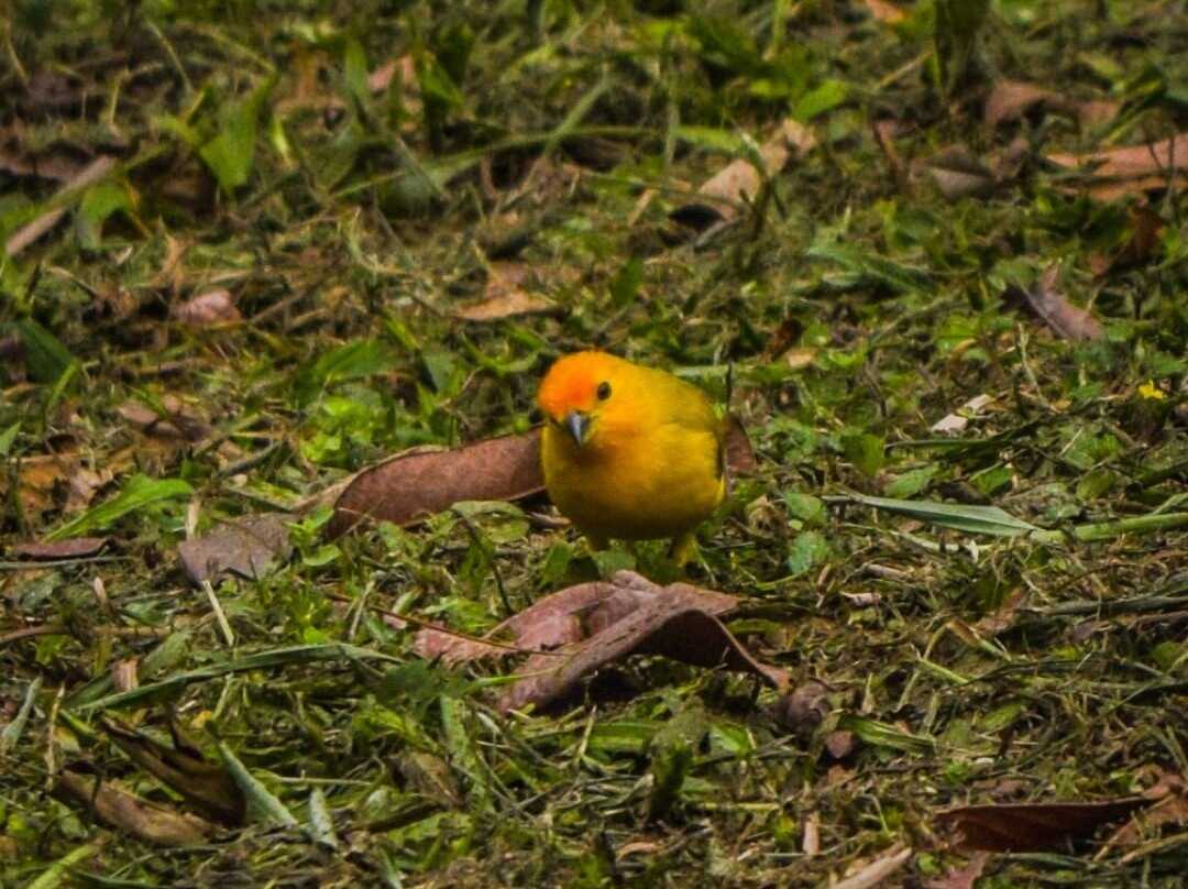 Laberinto Mil Caminos-Quimbaya必去景点