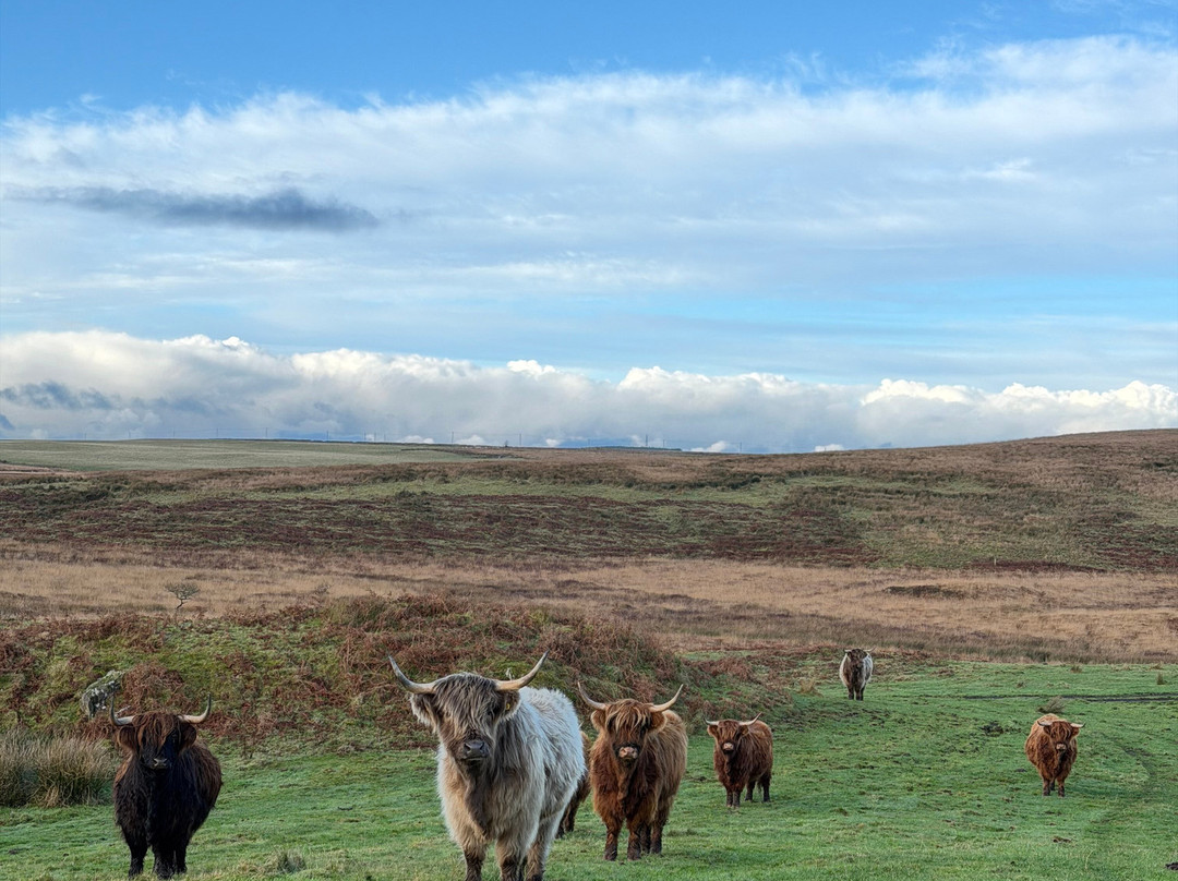 Kitchen Coos & Ewes-New Luce必去景点