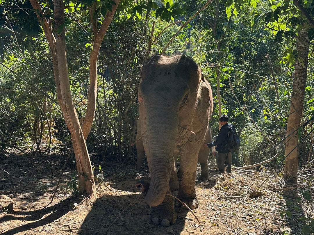 MandaLao Elephant Conservation-琅勃拉邦必去景点