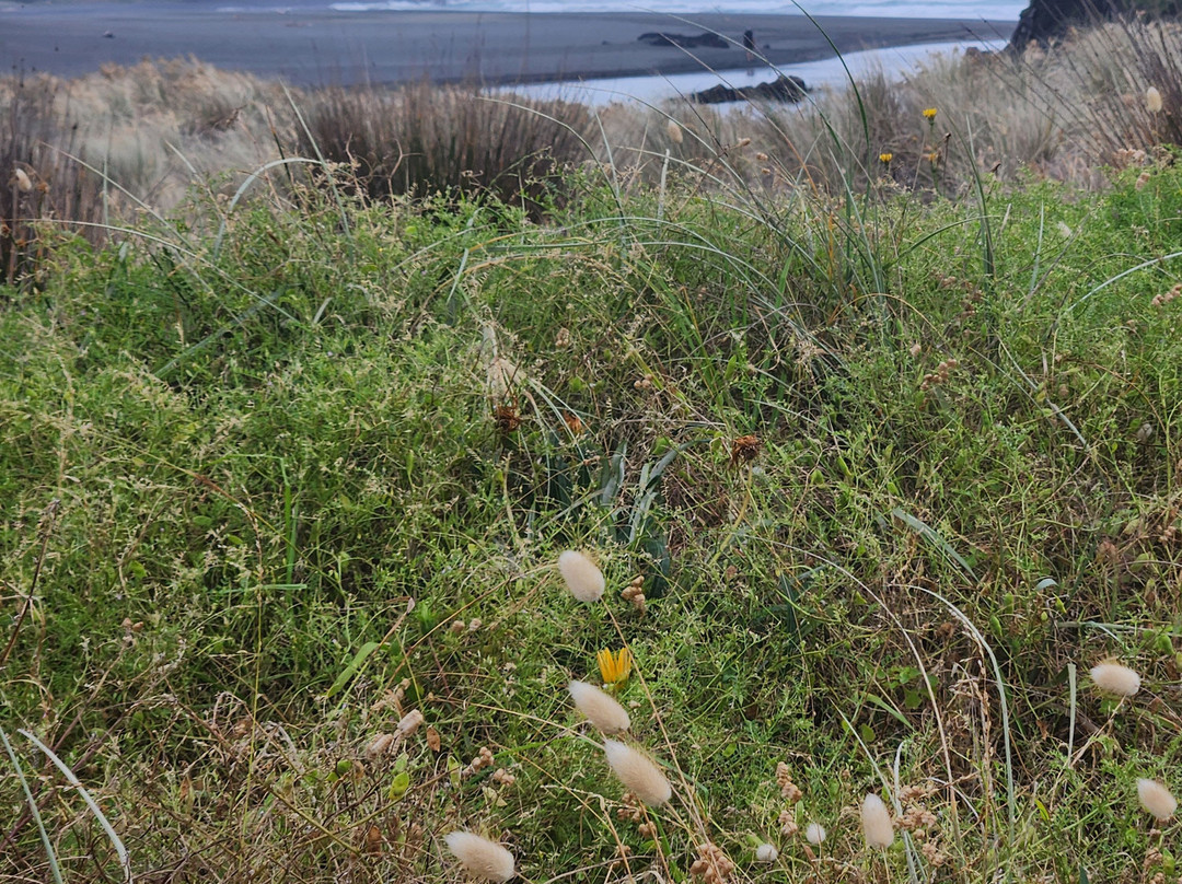 Kiwi Heritage Homestay主图