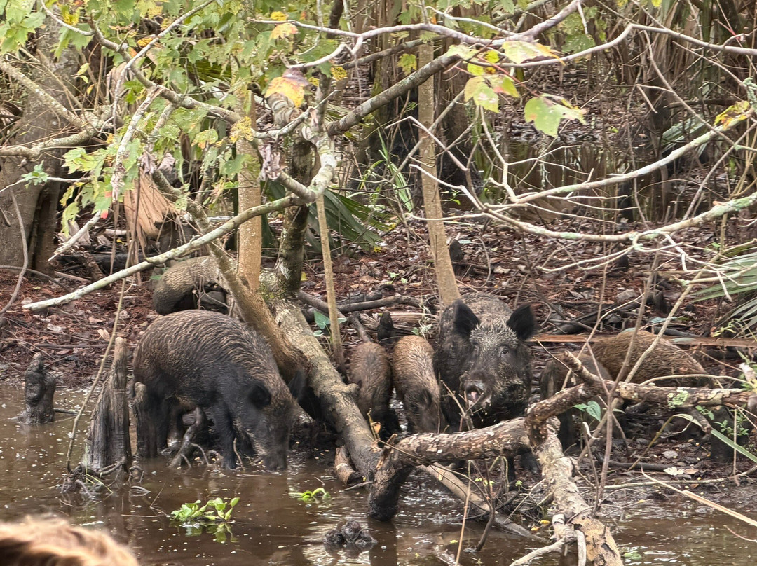 Cajun Pride Swamp Tours-LaPlace必去景点
