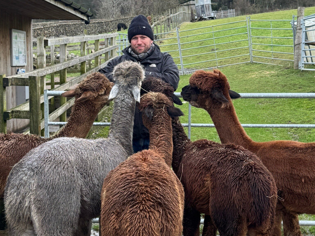 Wreay Syke Alpacas-肯德尔必去景点
