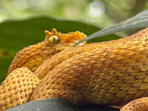 ARON THE BIG PAPI AMAZING ADVENTURE-利比里亚必去景点