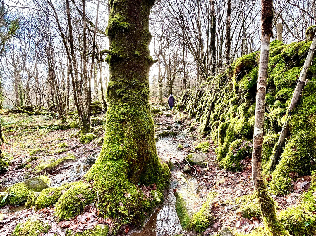 Rhaeadr Ddu and Coed Ganllwyd Walk-Ganllwyd必去景点