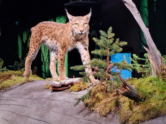 Nationalparkzentrum Ruhestein-Seebach必去景点