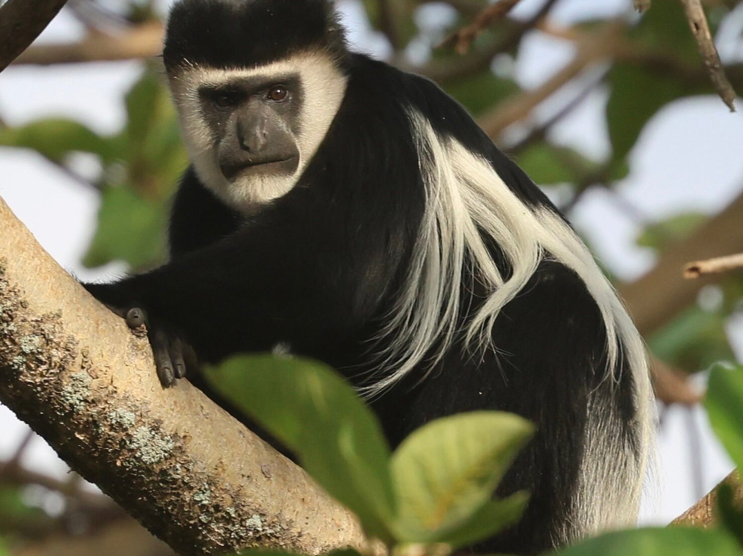 Absolute Ethiopia Tours-亚的斯亚贝巴必去景点