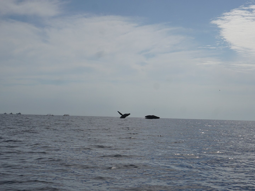 Proyecto Cetáceo-卡波圣卢卡斯必去景点