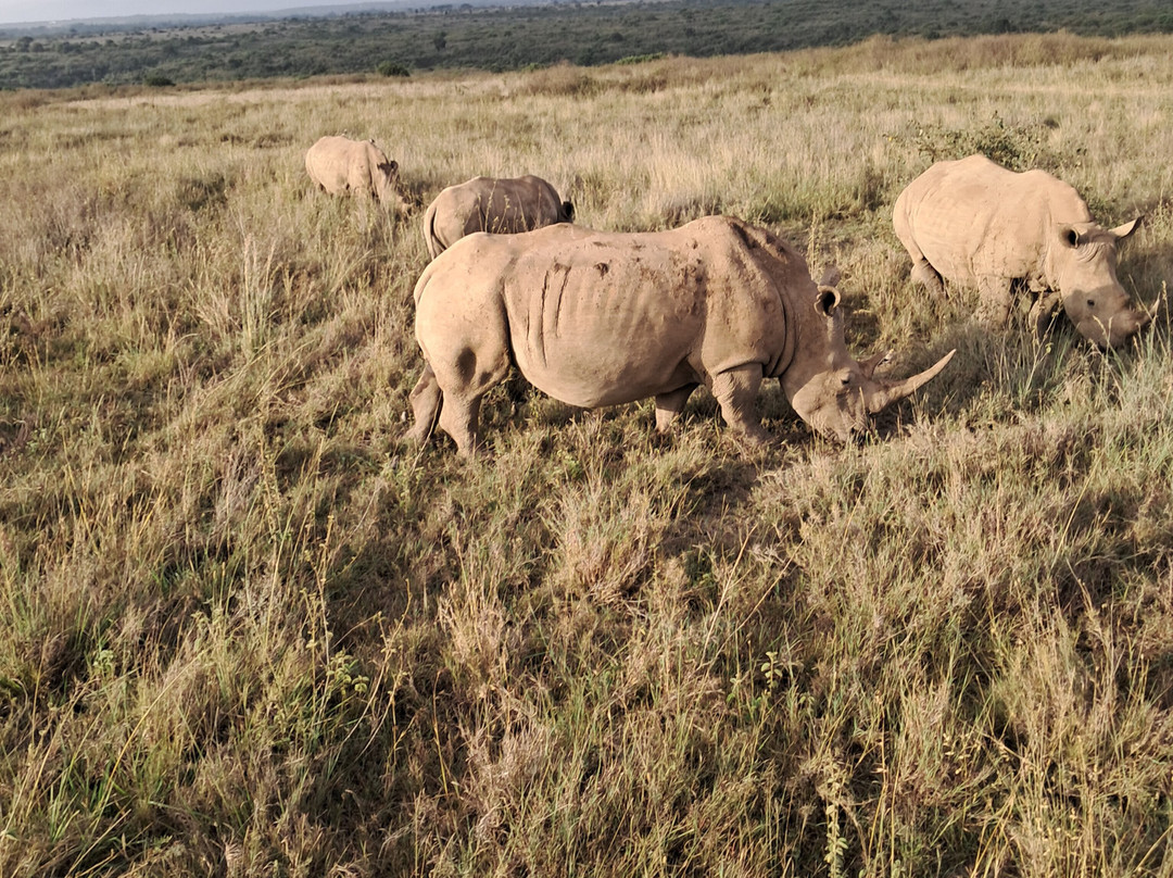 ESA_Safaris-内罗毕必去景点