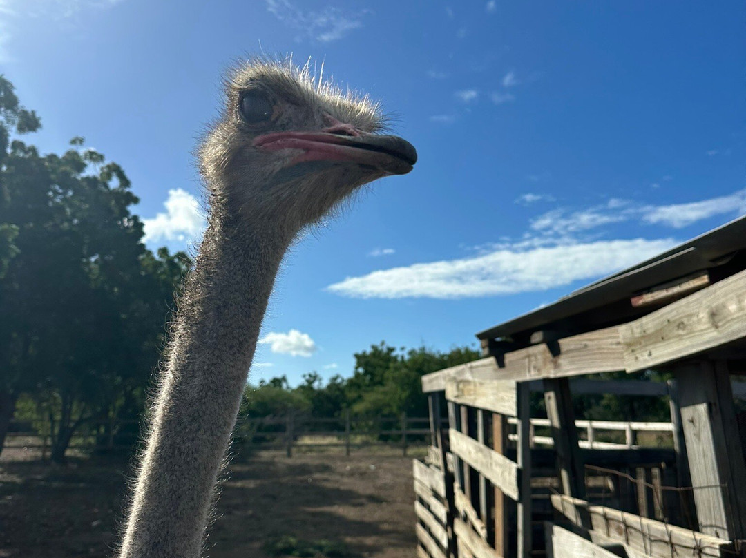 Curacao Ostrich Farm-库拉索必去景点