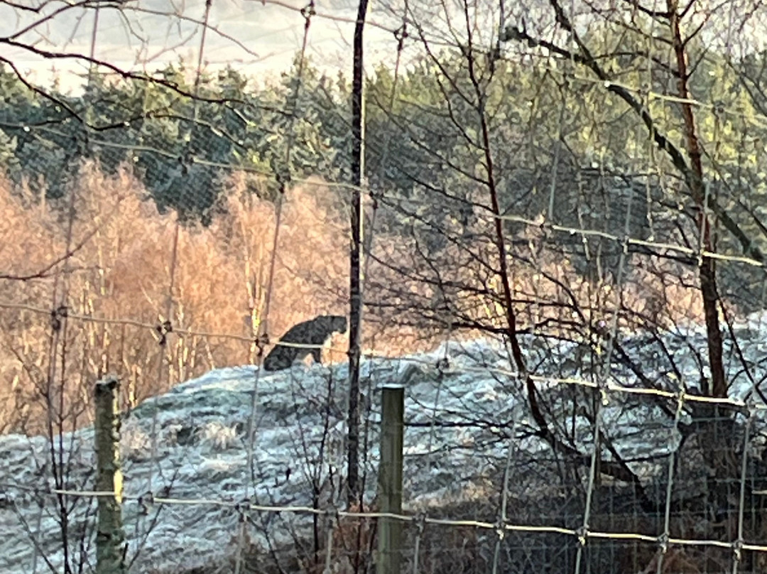 Highland Wildlife Park-Kincraig必去景点