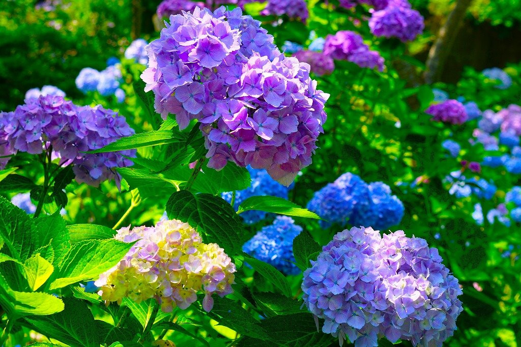 善光寺-伊达市必去景点