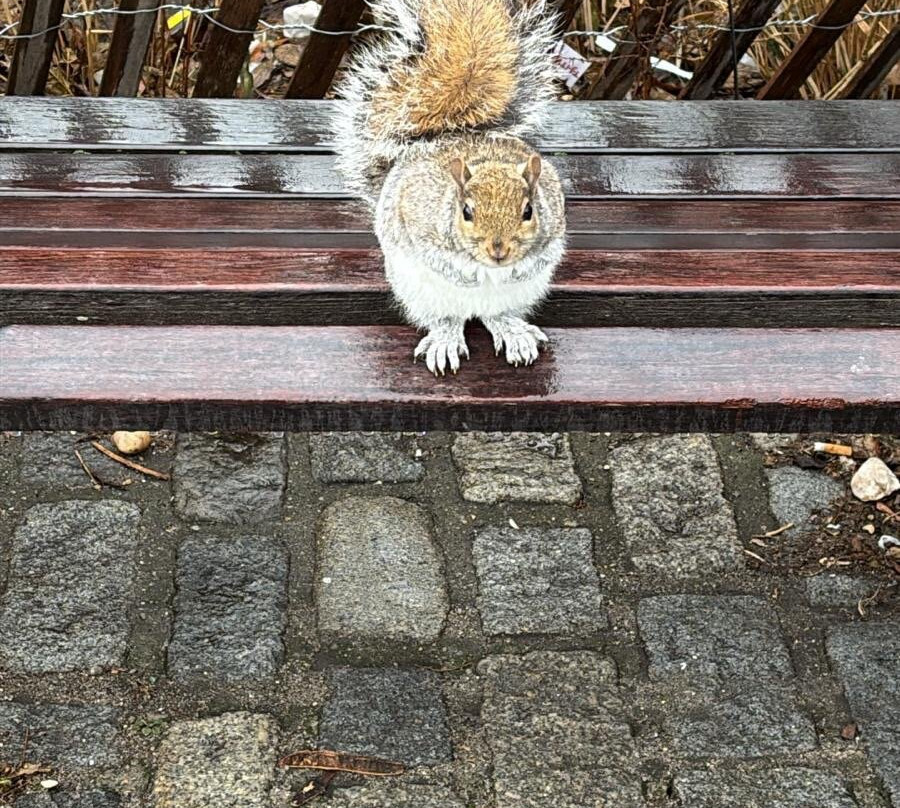 Dumbo Manhattan Bridge View-布鲁克林必去景点