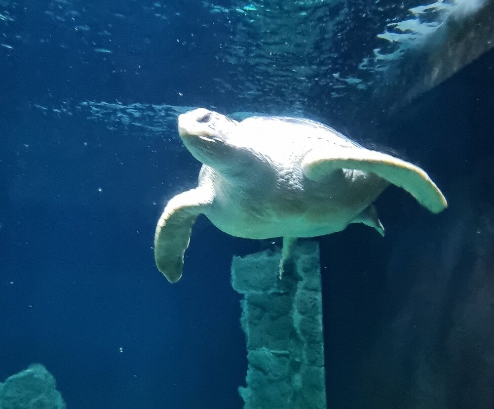 Acquario Di Livorno-里窝那必去景点